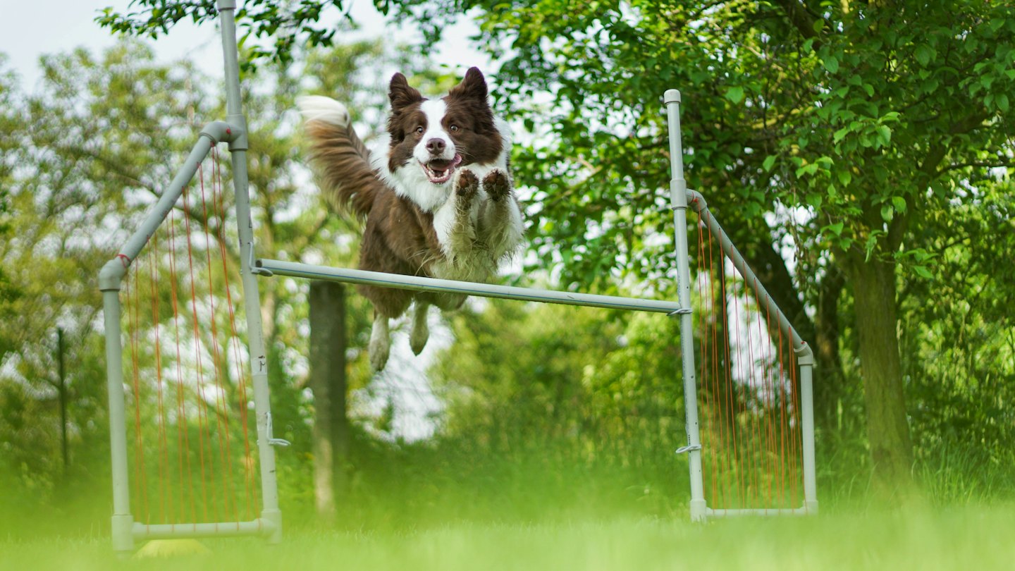 Brun och vit border collie hoppar över ett agilityhinder.