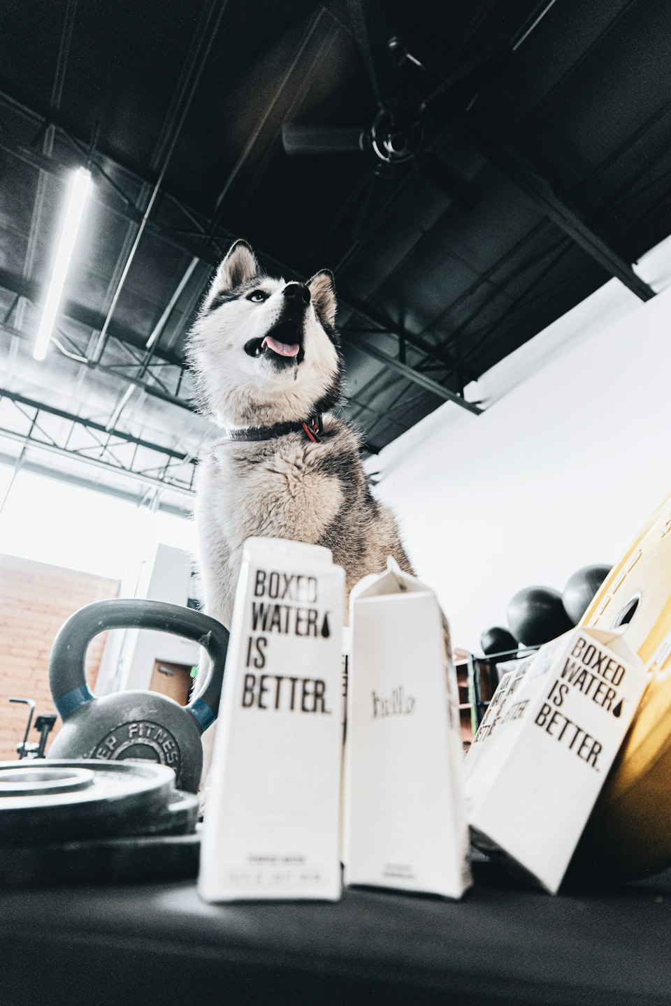 Siberian Husky som sitter bland gymutrustning och vattenkartonger.